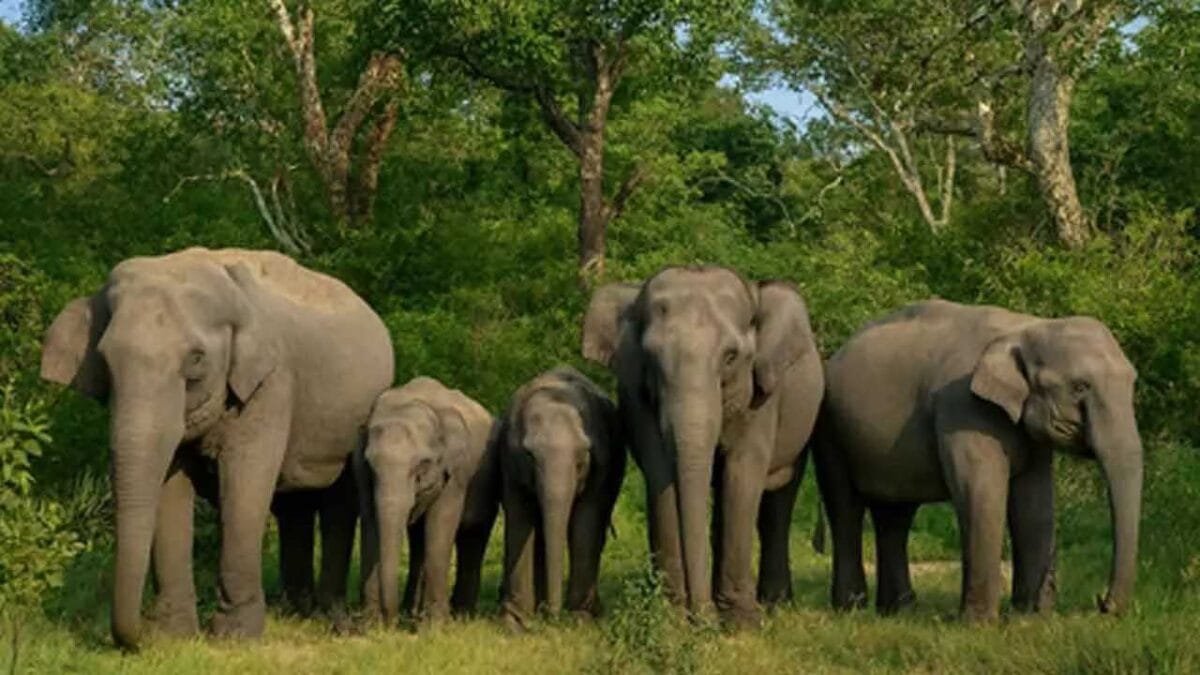 World Elephant Day 2025: Date, History, Theme, Importance, and Ways to Get Involved 2 elephant 3